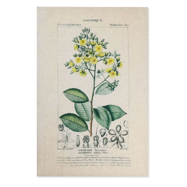 アトラスフルールトーション06